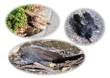 鳥 死|野鳥の異常死の原因は？